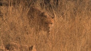 747302174-ghepardo-curiosita-namibia-savana