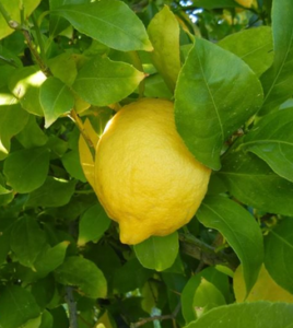 limone giallo
